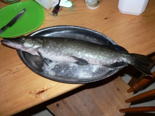 Hauki 800 g