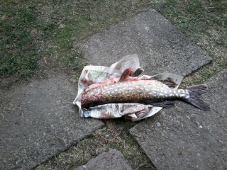 Hauki 1,11 kg