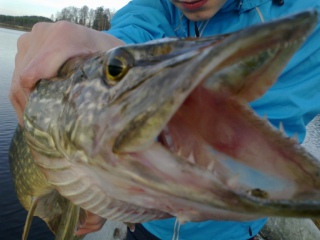 Hauki 1,80 kg