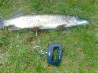 Hauki 1,15 kg