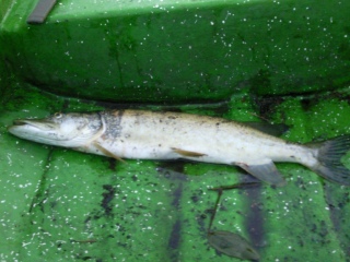 Hauki 2,42 kg