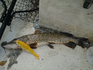Hauki 1,14 kg