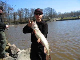Hauki 2,83 kg