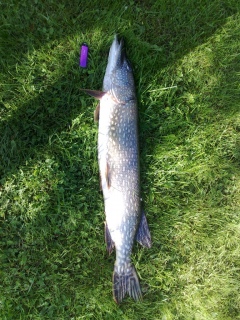 Hauki 9,00 kg