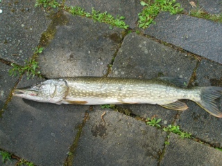 Hauki 3,40 kg