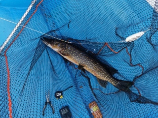 Hauki 4,26 kg