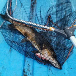Hauki 3,38 kg