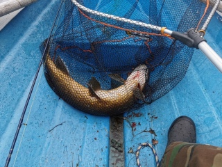 Hauki 5,40 kg