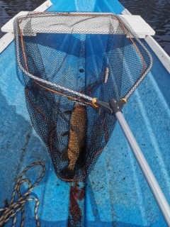 Hauki 2,38 kg