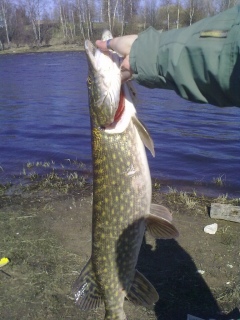 Hauki 3,96 kg