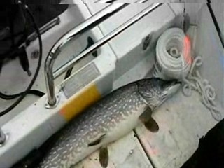 Hauki 5,60 kg