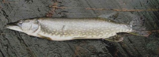 Hauki 2,00 kg