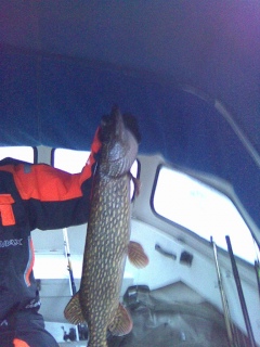 Hauki 5,00 kg
