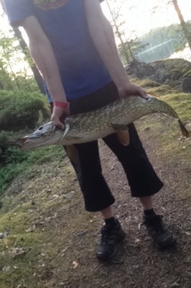 Hauki 4,45 kg