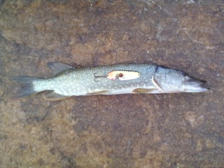 Hauki 500 g