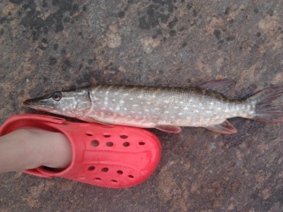 Hauki 1,20 kg