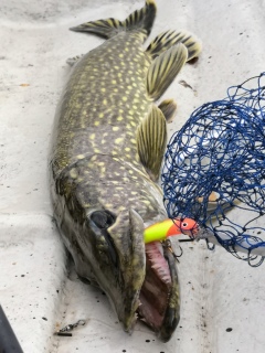Hauki 4,00 kg