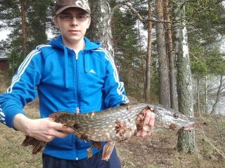 Hauki 3,10 kg