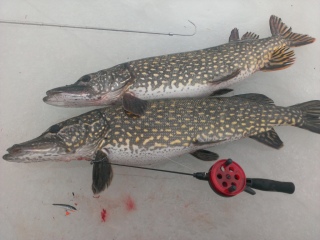 Hauki 5,54 kg