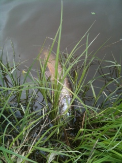 Hauki 1,60 kg