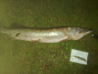 Hauki 6,20 kg