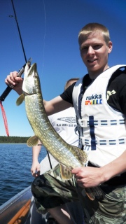 Hauki 2,40 kg