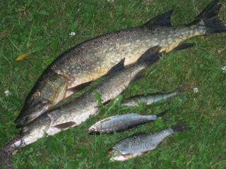 Hauki 1,75 kg