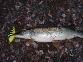Hauki 700 g