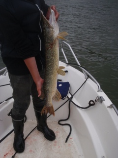 Hauki 3,91 kg