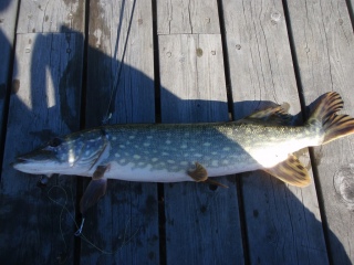 Hauki 1,45 kg