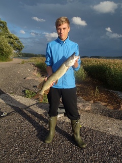 Hauki 2,80 kg