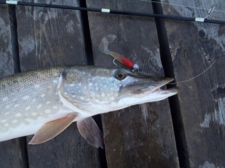 Hauki 2,16 kg