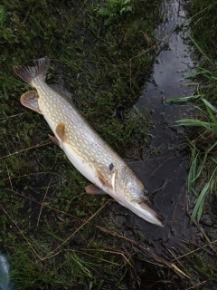 Hauki 7,22 kg