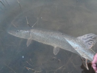 Hauki 5,55 kg