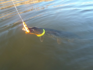 Hauki 3,80 kg
