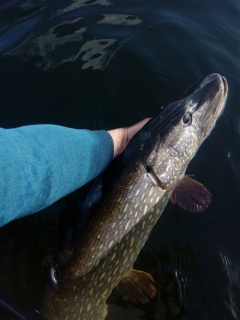 Hauki 7,46 kg
