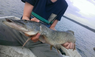 Hauki 1,85 kg