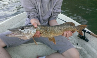 Hauki 1,45 kg