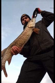 Hauki 6,00 kg