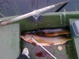 Hauki 5,00 kg