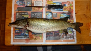 Hauki 2,06 kg