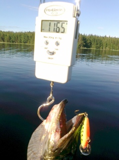 Hauki 1,16 kg