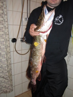 Hauki 4,12 kg