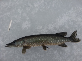 Hauki 2,06 kg