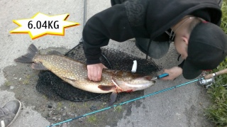 Hauki 6,00 kg