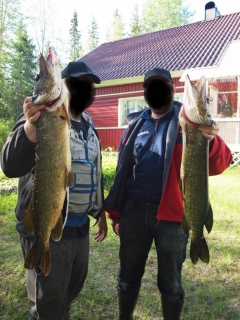 Hauki 4,50 kg