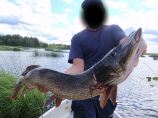 Hauki 7,02 kg