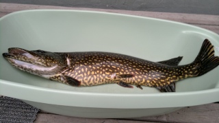 Hauki 5,10 kg