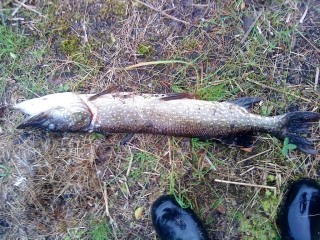 Hauki 1,90 kg
