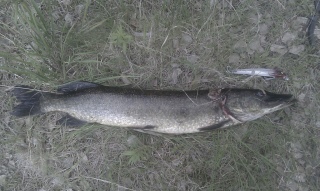 Hauki 3,95 kg